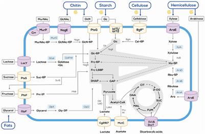 Metabolic Engineering for Valorization of Agri- and Aqua-Culture Sidestreams for Production of Nitrogenous Compounds by Corynebacterium glutamicum